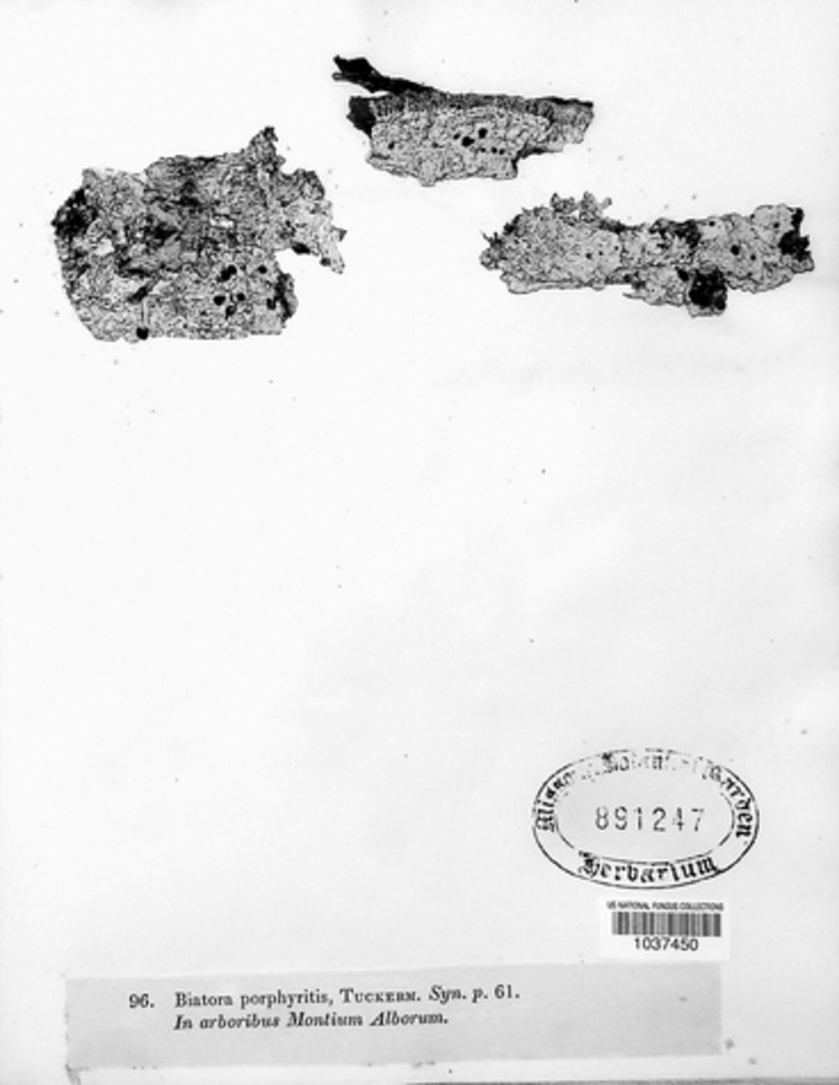 Biatora porphyritis image